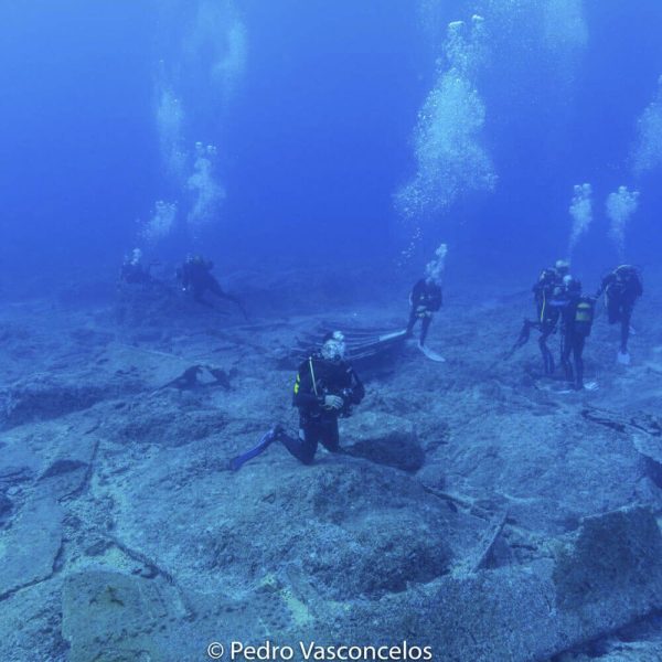 Shark Diving course (no dives) - Image 2